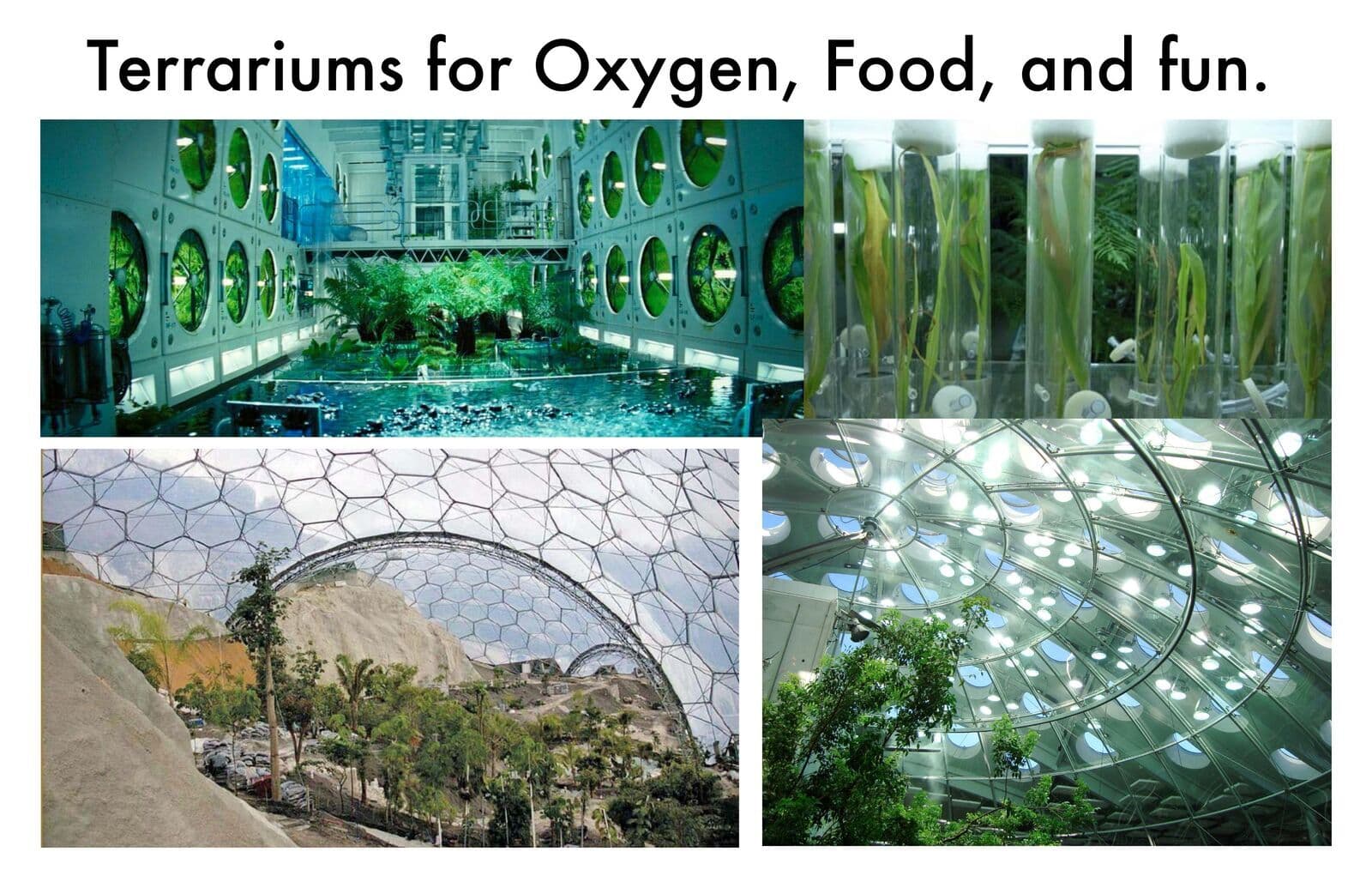 Terrariums for Oxygen, Food, and fun
